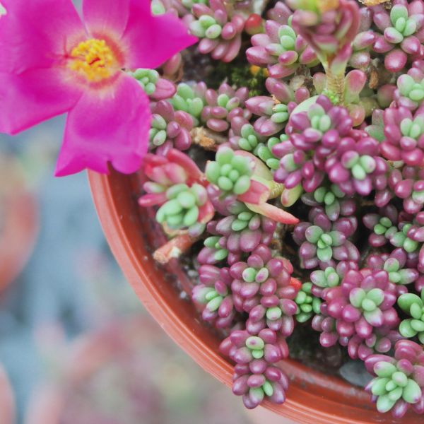 【荳荳多肉】｛紫米飯｝◆喬遷◆送禮◆升遷◆多肉植物◆植栽 荳荳多肉官方購物車~一律農場價格!!!!
多肉植物 /手作課程 / 園藝雜貨 /戶外教學 /企業合作 / 贈禮小物/婚禮小物
仙人掌,多肉,植物,送禮,婚禮,DIY,禮物