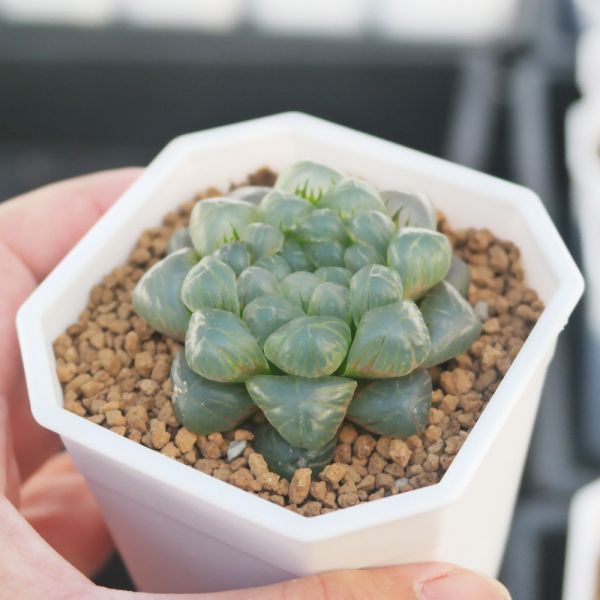 【荳荳多肉】｛姬玉露｝◆喬遷◆送禮◆升遷◆多肉植物◆植栽 荳荳多肉官方購物車~一律農場價格!!!!
多肉植物 /手作課程 / 園藝雜貨 /戶外教學 /企業合作 / 贈禮小物/婚禮小物
仙人掌,多肉,植物,送禮,婚禮,DIY,禮物