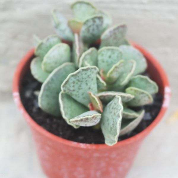 【荳荳多肉】｛錦鈴殿｝◆喬遷◆送禮◆升遷◆多肉植物◆植栽 荳荳多肉官方購物車~一律農場價格!!!!
多肉植物 /手作課程 / 園藝雜貨 /戶外教學 /企業合作 / 贈禮小物/婚禮小物
仙人掌,多肉,植物,送禮,婚禮,DIY,禮物