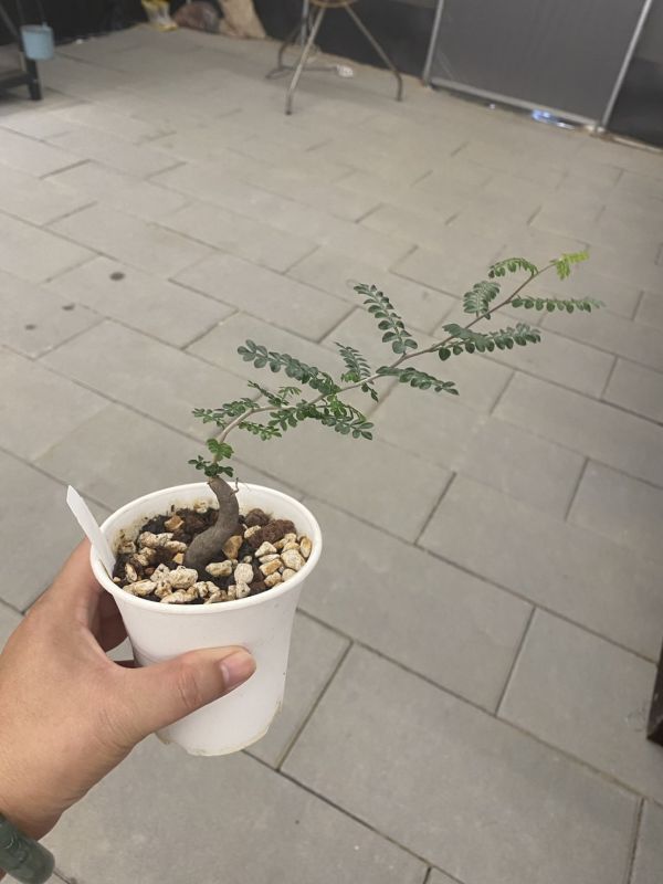 【荳荳多肉】【象足漆樹-根發苗】喬遷｜送禮｜升遷｜多肉植物｜植栽 荳荳多肉官方購物車~一律農場價格!!!!
多肉植物 /手作課程 / 園藝雜貨 /戶外教學 /企業合作 / 贈禮小物/婚禮小物
仙人掌,多肉,植物,送禮,婚禮,DIY,禮物