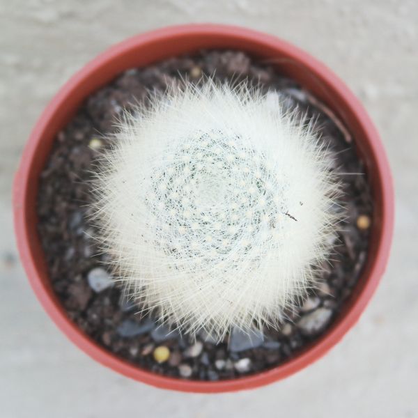 【荳荳多肉】｛白小町｝◆喬遷◆送禮◆升遷◆多肉植物◆植栽 荳荳多肉,農場價格,多肉植物輕鬆購買,園藝材料,仙人掌,多肉植物手作農場