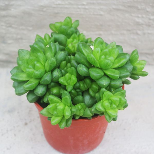 【荳荳多肉】｛草玉露｝喬遷│送禮│升遷│多肉植物 荳荳多肉,農場價格,多肉植物輕鬆購買,園藝材料,仙人掌,多肉植物手作農場