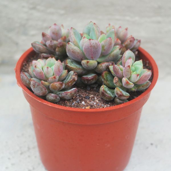 【荳荳多肉】｛紫心｝◆喬遷◆送禮◆升遷◆多肉植物◆植栽 荳荳多肉官方購物車~一律農場價格!!!!
多肉植物 /手作課程 / 園藝雜貨 /戶外教學 /企業合作 / 贈禮小物/婚禮小物
仙人掌,多肉,植物,送禮,婚禮,DIY,禮物