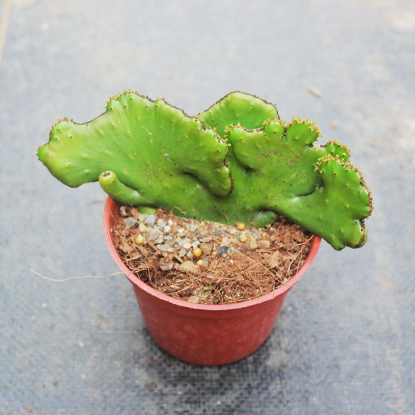 【荳荳多肉】｛珊瑚大戟綴化｝◆喬遷◆送禮◆升遷◆多肉植物◆植栽 荳荳多肉,農場價格,多肉植物輕鬆購買,園藝材料,仙人掌,多肉植物手作農場
