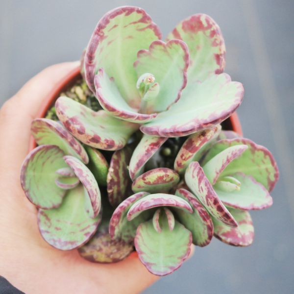 【荳荳多肉】｛小花伽藍｝◆喬遷◆送禮◆升遷◆多肉植物◆植栽 荳荳多肉官方購物車~一律農場價格!!!!
多肉植物 /手作課程 / 園藝雜貨 /戶外教學 /企業合作 / 贈禮小物/婚禮小物
仙人掌,多肉,植物,送禮,婚禮,DIY,禮物