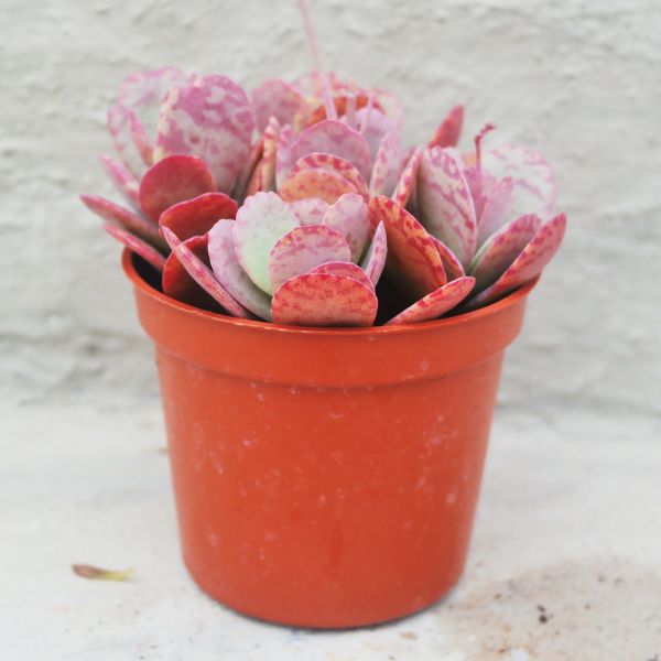 【荳荳多肉】｛粉紅豹｝◆喬遷◆送禮◆升遷◆多肉植物◆植栽 荳荳多肉官方購物車~一律農場價格!!!!
多肉植物 /手作課程 / 園藝雜貨 /戶外教學 /企業合作 / 贈禮小物/婚禮小物
仙人掌,多肉,植物,送禮,婚禮,DIY,禮物