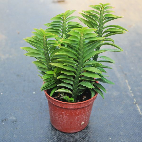 【荳荳多肉】｛蜈蚣草｝◆喬遷◆送禮◆升遷◆多肉植物◆植栽 荳荳多肉官方購物車~一律農場價格!!!!
多肉植物 /手作課程 / 園藝雜貨 /戶外教學 /企業合作 / 贈禮小物/婚禮小物
仙人掌,多肉,植物,送禮,婚禮,DIY,禮物