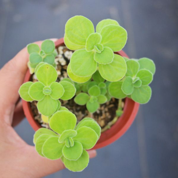 【荳荳多肉】｛小葉印度薄荷｝◆喬遷◆送禮◆升遷◆多肉植物◆植栽 荳荳多肉官方購物車~一律農場價格!!!!
多肉植物 /手作課程 / 園藝雜貨 /戶外教學 /企業合作 / 贈禮小物/婚禮小物
仙人掌,多肉,植物,送禮,婚禮,DIY,禮物