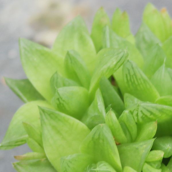 【荳荳多肉】｛京之華｝◆喬遷◆送禮◆升遷◆多肉植物◆植栽 荳荳多肉官方購物車~一律農場價格!!!!
多肉植物 /手作課程 / 園藝雜貨 /戶外教學 /企業合作 / 贈禮小物/婚禮小物
仙人掌,多肉,植物,送禮,婚禮,DIY,禮物