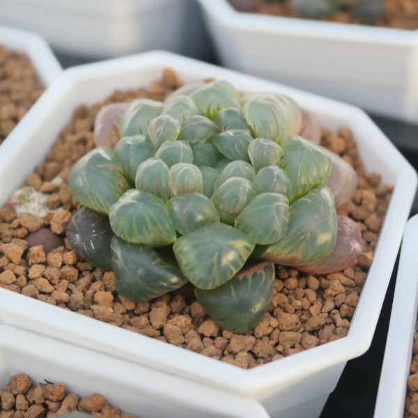 【荳荳多肉】｛姬玉露｝◆喬遷◆送禮◆升遷◆多肉植物◆植栽 荳荳多肉官方購物車~一律農場價格!!!!
多肉植物 /手作課程 / 園藝雜貨 /戶外教學 /企業合作 / 贈禮小物/婚禮小物
仙人掌,多肉,植物,送禮,婚禮,DIY,禮物