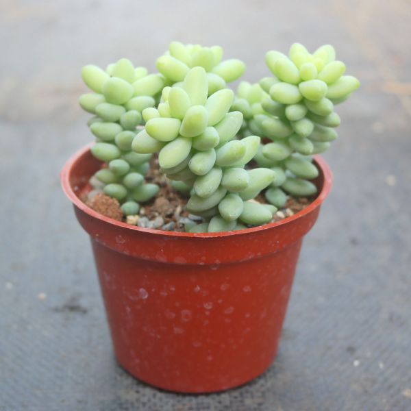【荳荳多肉】｛新玉綴｝◆喬遷◆送禮◆升遷◆多肉植物◆植栽 荳荳多肉官方購物車~一律農場價格!!!!
多肉植物 /手作課程 / 園藝雜貨 /戶外教學 /企業合作 / 贈禮小物/婚禮小物
仙人掌,多肉,植物,送禮,婚禮,DIY,禮物