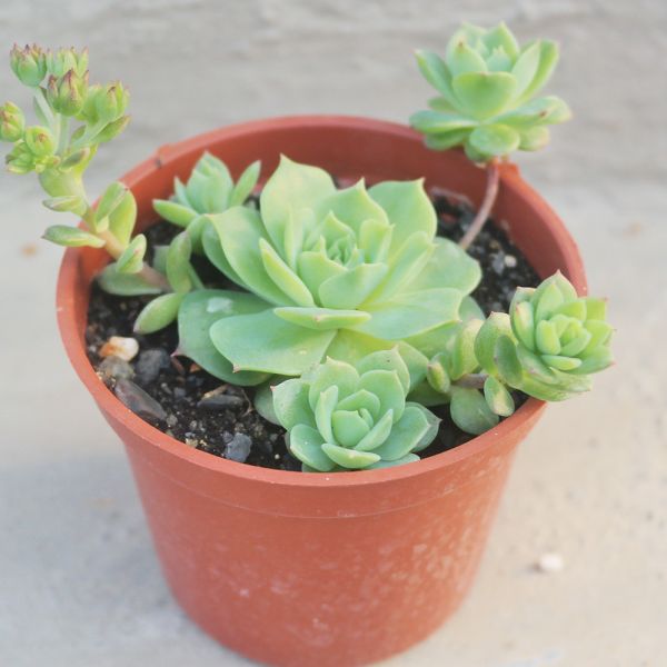 【荳荳多肉】【硬玉】喬遷｜送禮｜升遷｜多肉植物｜植栽 荳荳多肉官方購物車~一律農場價格!!!!
多肉植物 /手作課程 / 園藝雜貨 /戶外教學 /企業合作 / 贈禮小物/婚禮小物
仙人掌,多肉,植物,送禮,婚禮,DIY,禮物