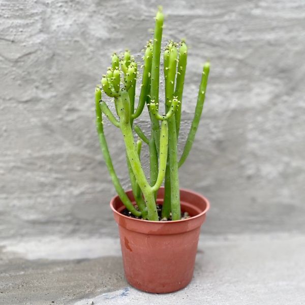 【荳荳多肉】｛珊瑚大戟｝◆喬遷◆送禮◆升遷◆多肉植物◆植栽 荳荳多肉官方購物車~一律農場價格!!!!
多肉植物 /手作課程 / 園藝雜貨 /戶外教學 /企業合作 / 贈禮小物/婚禮小物
仙人掌,多肉,植物,送禮,婚禮,DIY,禮物