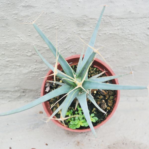 【荳荳多肉】｛光山｝◆喬遷◆送禮◆升遷◆多肉植物◆植栽 荳荳多肉官方購物車~一律農場價格!!!!
多肉植物 /手作課程 / 園藝雜貨 /戶外教學 /企業合作 / 贈禮小物/婚禮小物
仙人掌,多肉,植物,送禮,婚禮,DIY,禮物