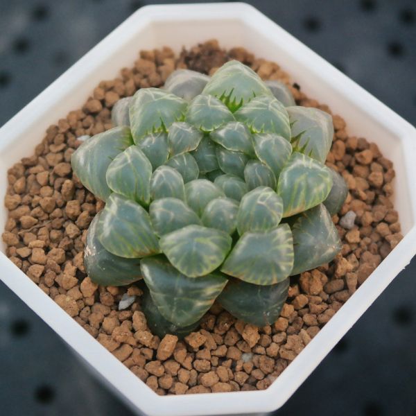 【荳荳多肉】｛姬玉露｝◆喬遷◆送禮◆升遷◆多肉植物◆植栽 荳荳多肉官方購物車~一律農場價格!!!!
多肉植物 /手作課程 / 園藝雜貨 /戶外教學 /企業合作 / 贈禮小物/婚禮小物
仙人掌,多肉,植物,送禮,婚禮,DIY,禮物