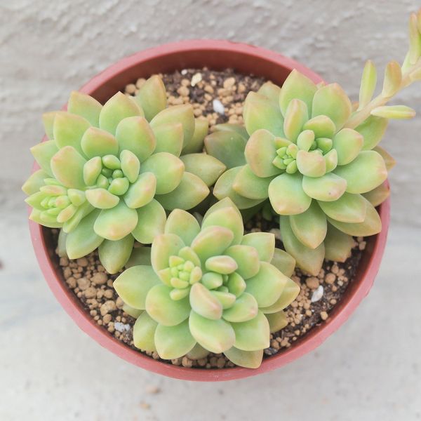 【荳荳多肉】｛小美人｝◆喬遷◆送禮◆升遷◆多肉植物◆植栽 荳荳多肉官方購物車~一律農場價格!!!!
多肉植物 /手作課程 / 園藝雜貨 /戶外教學 /企業合作 / 贈禮小物/婚禮小物
仙人掌,多肉,植物,送禮,婚禮,DIY,禮物