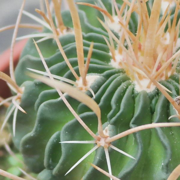 【荳荳多肉】｛縮玉｝◆喬遷◆送禮◆升遷◆多肉植物◆植栽 荳荳多肉,農場價格,多肉植物輕鬆購買,園藝材料,仙人掌,多肉植物,手作農場