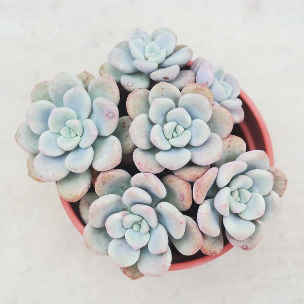 【荳荳多肉】｛奶油派｝◆喬遷◆送禮◆升遷◆多肉植物◆植栽 荳荳多肉官方購物車~一律農場價格!!!!
多肉植物 /手作課程 / 園藝雜貨 /戶外教學 /企業合作 / 贈禮小物/婚禮小物
仙人掌,多肉,植物,送禮,婚禮,DIY,禮物