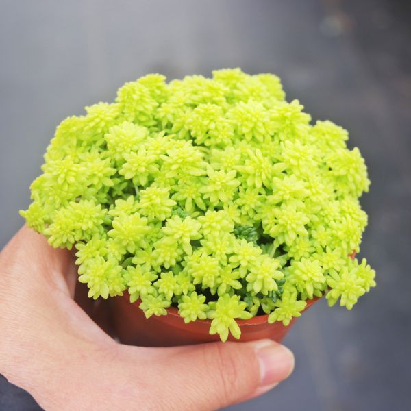 【荳荳多肉】｛黃金萬年草｝◆喬遷◆送禮◆升遷◆多肉植物◆植栽 荳荳多肉官方購物車~一律農場價格!!!!
多肉植物 /手作課程 / 園藝雜貨 /戶外教學 /企業合作 / 贈禮小物/婚禮小物
仙人掌,多肉,植物,送禮,婚禮,DIY,禮物