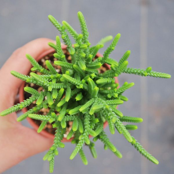 【荳荳多肉】｛青鎖龍｝◆喬遷◆送禮◆升遷◆多肉植物◆植栽 荳荳多肉官方購物車~一律農場價格!!!!
多肉植物 /手作課程 / 園藝雜貨 /戶外教學 /企業合作 / 贈禮小物/婚禮小物
仙人掌,多肉,植物,送禮,婚禮,DIY,禮物