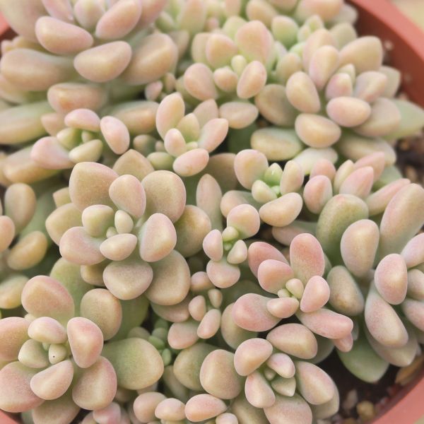 【荳荳多肉】｛姬秋麗｝◆喬遷◆送禮◆升遷◆多肉植物◆植栽 荳荳多肉官方購物車~一律農場價格!!!!
多肉植物 /手作課程 / 園藝雜貨 /戶外教學 /企業合作 / 贈禮小物/婚禮小物
仙人掌,多肉,植物,送禮,婚禮,DIY,禮物