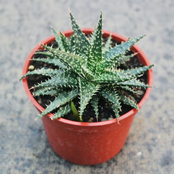 【荳荳多肉】｛拍拍蘆薈｝◆喬遷◆送禮◆升遷◆多肉植物◆植栽 荳荳多肉官方購物車~一律農場價格!!!!
多肉植物 /手作課程 / 園藝雜貨 /戶外教學 /企業合作 / 贈禮小物/婚禮小物
仙人掌,多肉,植物,送禮,婚禮,DIY,禮物