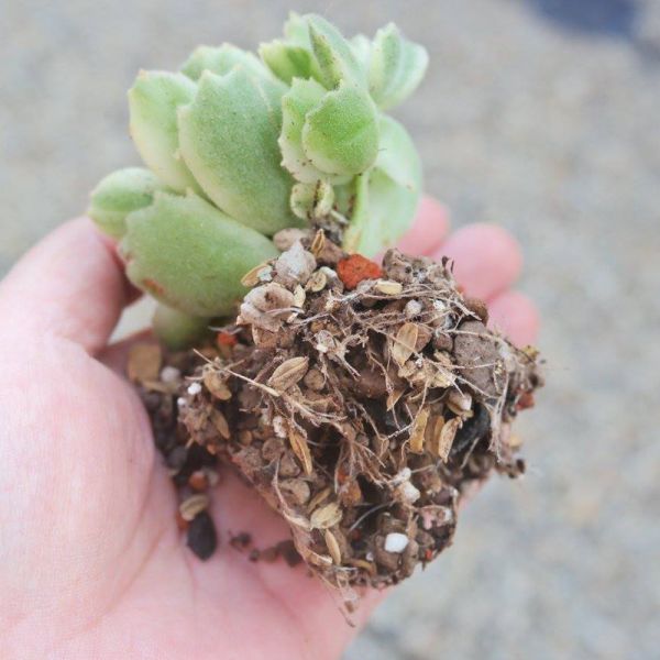 【荳荳多肉】【天然多肉仙人掌專用介質土】喬遷｜送禮｜升遷｜多肉植物｜植栽 荳荳多肉官方購物車~一律農場價格!!!!
多肉植物 /手作課程 / 園藝雜貨 /戶外教學 /企業合作 / 贈禮小物/婚禮小物
仙人掌,多肉,植物,送禮,婚禮,DIY,禮物