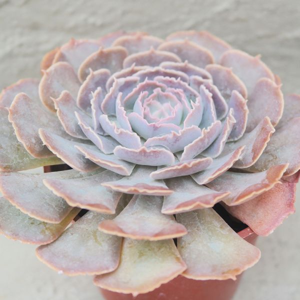 【荳荳多肉】｛紫蝶｝◆喬遷◆送禮◆升遷◆多肉植物◆植栽 荳荳多肉官方購物車~一律農場價格!!!!
多肉植物 /手作課程 / 園藝雜貨 /戶外教學 /企業合作 / 贈禮小物/婚禮小物
仙人掌,多肉,植物,送禮,婚禮,DIY,禮物