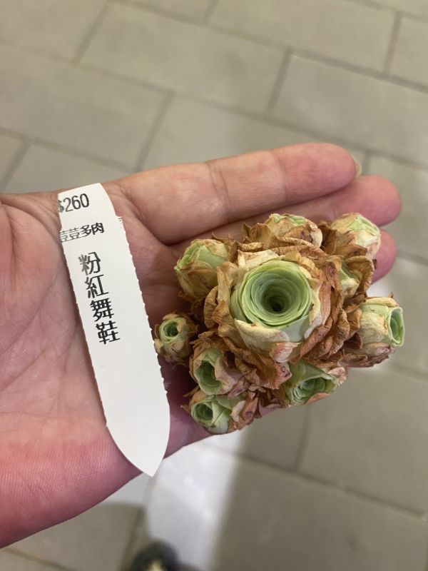【荳荳多肉】【粉紅舞鞋山玫-小】隨機出貨 荳荳多肉官方購物車~一律農場價格!!!!
多肉植物 /手作課程 / 園藝雜貨 /戶外教學 /企業合作 / 贈禮小物/婚禮小物
仙人掌,多肉,植物,送禮,婚禮,DIY,禮物