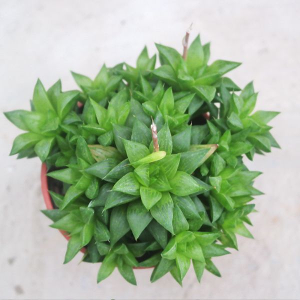 【荳荳多肉】｛砂糖｝◆喬遷◆送禮◆升遷◆多肉植物◆植栽 荳荳多肉官方購物車~一律農場價格!!!!
多肉植物 /手作課程 / 園藝雜貨 /戶外教學 /企業合作 / 贈禮小物/婚禮小物
仙人掌,多肉,植物,送禮,婚禮,DIY,禮物