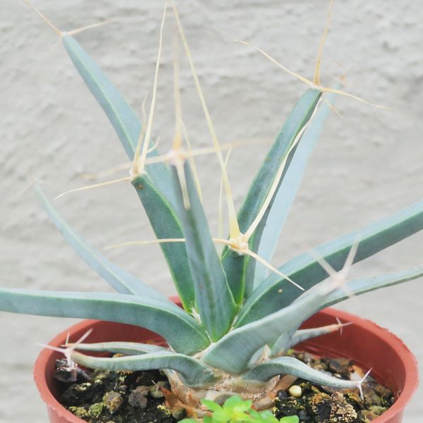 【荳荳多肉】｛光山｝◆喬遷◆送禮◆升遷◆多肉植物◆植栽 荳荳多肉官方購物車~一律農場價格!!!!
多肉植物 /手作課程 / 園藝雜貨 /戶外教學 /企業合作 / 贈禮小物/婚禮小物
仙人掌,多肉,植物,送禮,婚禮,DIY,禮物