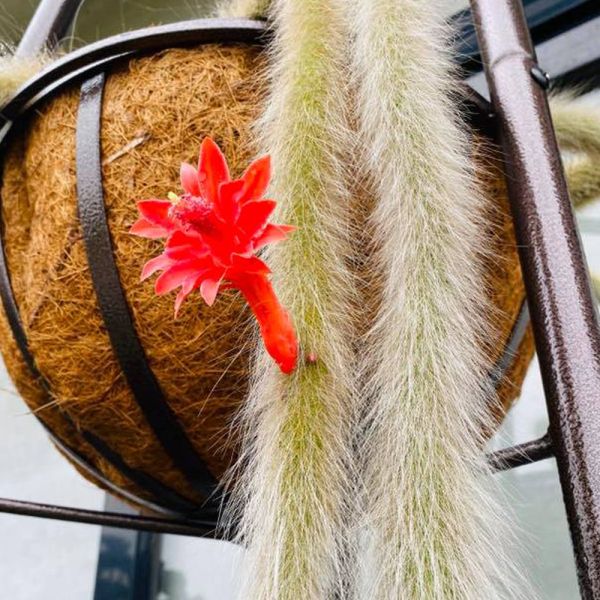 【荳荳多肉】｛猴尾柱｝◆喬遷◆送禮◆升遷◆多肉植物◆植栽 荳荳多肉,農場價格,多肉植物輕鬆購買,園藝材料,仙人掌,多肉植物,手作農場