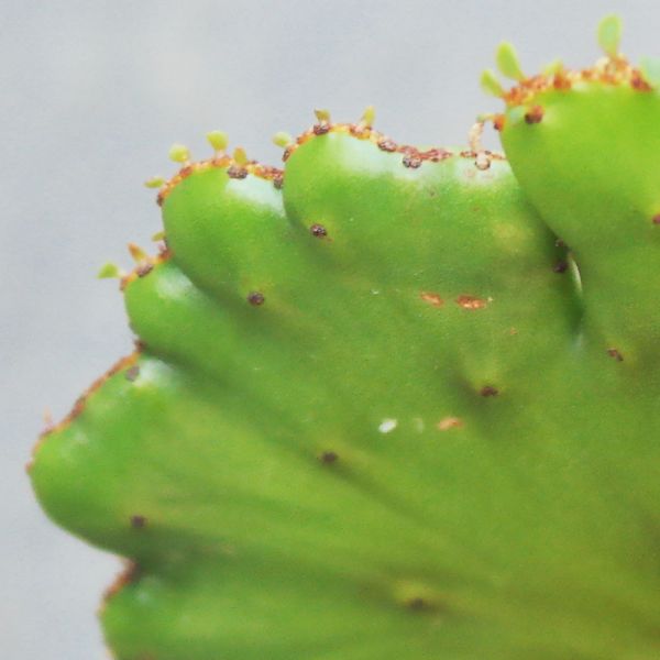 【荳荳多肉】｛珊瑚大戟綴化｝◆喬遷◆送禮◆升遷◆多肉植物◆植栽 荳荳多肉,農場價格,多肉植物輕鬆購買,園藝材料,仙人掌,多肉植物手作農場