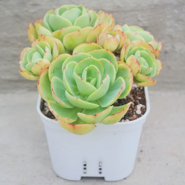 【荳荳多肉】｛雞蛋碧桃｝◆喬遷◆送禮◆升遷◆多肉植物◆植栽 荳荳多肉官方購物車~一律農場價格!!!!
多肉植物 /手作課程 / 園藝雜貨 /戶外教學 /企業合作 / 贈禮小物/婚禮小物
仙人掌,多肉,植物,送禮,婚禮,DIY,禮物
