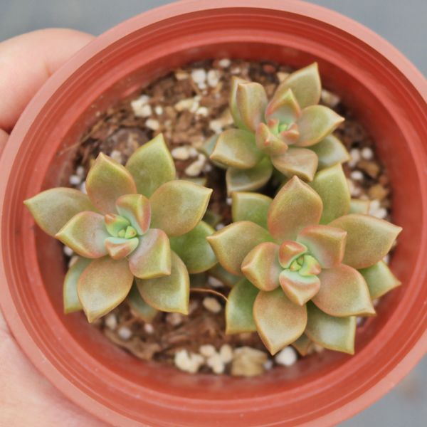 【荳荳多肉】｛姬朧月｝◆喬遷◆送禮◆升遷◆多肉植物◆植栽 荳荳多肉官方購物車~一律農場價格!!!!
多肉植物 /手作課程 / 園藝雜貨 /戶外教學 /企業合作 / 贈禮小物/婚禮小物
仙人掌,多肉,植物,送禮,婚禮,DIY,禮物