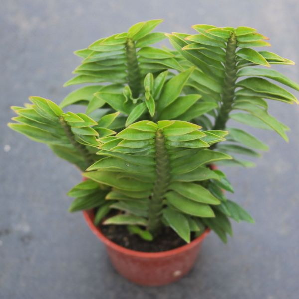 【荳荳多肉】｛蜈蚣草｝◆喬遷◆送禮◆升遷◆多肉植物◆植栽 荳荳多肉官方購物車~一律農場價格!!!!
多肉植物 /手作課程 / 園藝雜貨 /戶外教學 /企業合作 / 贈禮小物/婚禮小物
仙人掌,多肉,植物,送禮,婚禮,DIY,禮物