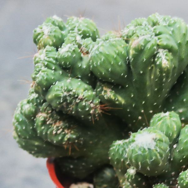 【荳荳多肉】｛山影｝◆喬遷◆送禮◆升遷◆多肉植物◆植栽 荳荳多肉,農場價格,多肉植物輕鬆購買,園藝材料,仙人掌,多肉植物,手作農場