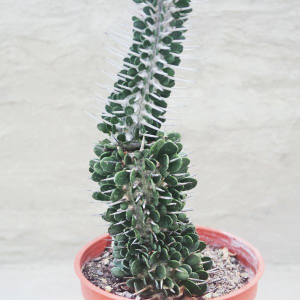 【荳荳多肉】｛地獄魔針｝◆喬遷◆送禮◆升遷◆多肉植物◆植栽 荳荳多肉官方購物車~一律農場價格!!!!
多肉植物 /手作課程 / 園藝雜貨 /戶外教學 /企業合作 / 贈禮小物/婚禮小物
仙人掌,多肉,植物,送禮,婚禮,DIY,禮物