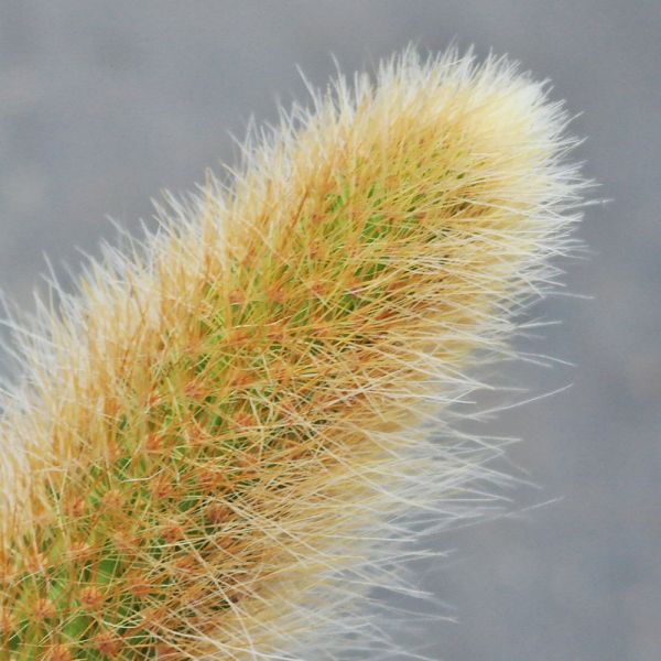 【荳荳多肉】｛猴尾柱｝◆喬遷◆送禮◆升遷◆多肉植物◆植栽 荳荳多肉,農場價格,多肉植物輕鬆購買,園藝材料,仙人掌,多肉植物,手作農場