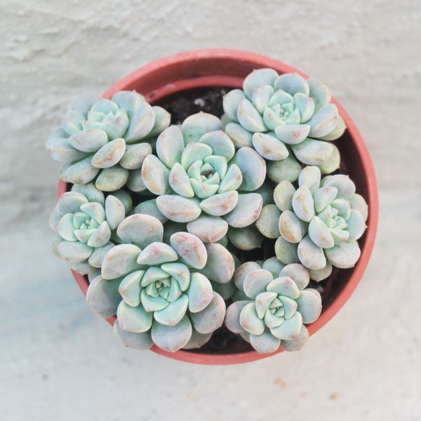 【荳荳多肉】｛小叮噹｝◆喬遷◆送禮◆升遷◆多肉植物◆植栽 荳荳多肉官方購物車~一律農場價格!!!!
多肉植物 /手作課程 / 園藝雜貨 /戶外教學 /企業合作 / 贈禮小物/婚禮小物
仙人掌,多肉,植物,送禮,婚禮,DIY,禮物