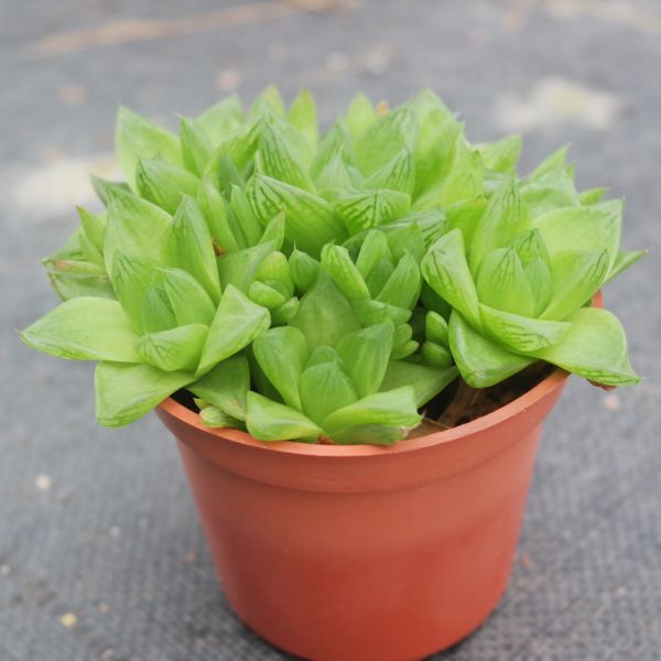 【荳荳多肉】｛京之華｝◆喬遷◆送禮◆升遷◆多肉植物◆植栽 荳荳多肉官方購物車~一律農場價格!!!!
多肉植物 /手作課程 / 園藝雜貨 /戶外教學 /企業合作 / 贈禮小物/婚禮小物
仙人掌,多肉,植物,送禮,婚禮,DIY,禮物