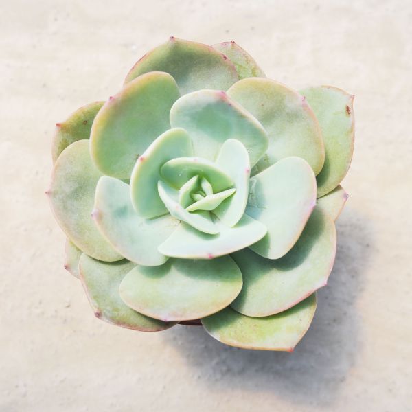 【荳荳多肉】｛白鳳｝◆喬遷◆送禮◆升遷◆多肉植物◆植栽 荳荳多肉官方購物車~一律農場價格!!!!
多肉植物 /手作課程 / 園藝雜貨 /戶外教學 /企業合作 / 贈禮小物/婚禮小物
仙人掌,多肉,植物,送禮,婚禮,DIY,禮物