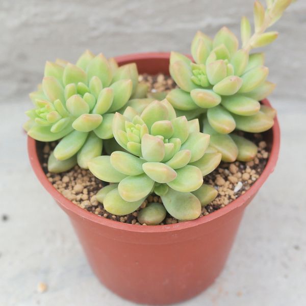 【荳荳多肉】｛小美人｝◆喬遷◆送禮◆升遷◆多肉植物◆植栽 荳荳多肉官方購物車~一律農場價格!!!!
多肉植物 /手作課程 / 園藝雜貨 /戶外教學 /企業合作 / 贈禮小物/婚禮小物
仙人掌,多肉,植物,送禮,婚禮,DIY,禮物