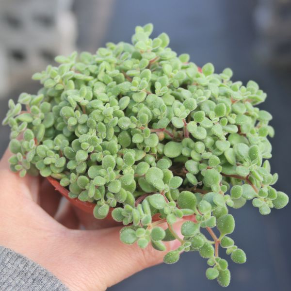 【荳荳多肉】｛波尼亞｝◆喬遷◆送禮◆升遷◆多肉植物◆植栽 荳荳多肉官方購物車~一律農場價格!!!!
多肉植物 /手作課程 / 園藝雜貨 /戶外教學 /企業合作 / 贈禮小物/婚禮小物
仙人掌,多肉,植物,送禮,婚禮,DIY,禮物