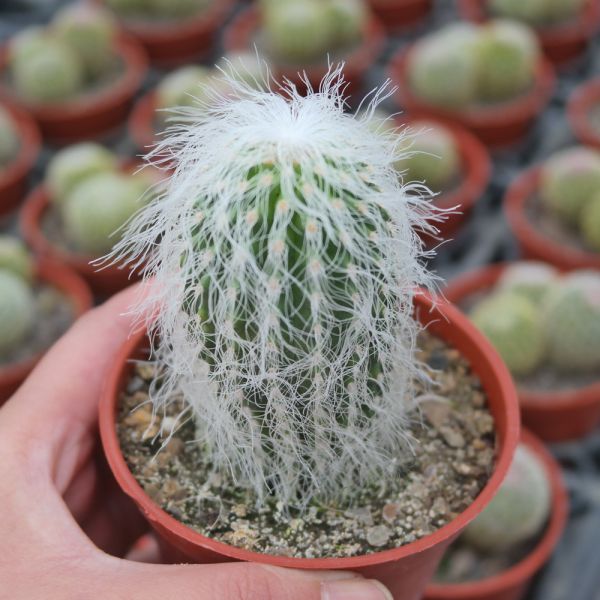 【荳荳多肉】｛翁丸｝◆喬遷◆送禮◆升遷◆多肉植物◆植栽 荳荳多肉官方購物車~一律農場價格!!!!
多肉植物 /手作課程 / 園藝雜貨 /戶外教學 /企業合作 / 贈禮小物/婚禮小物
仙人掌,多肉,植物,送禮,婚禮,DIY,禮物