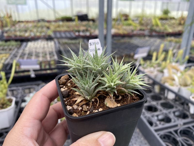 【荳荳多肉】｛德式鳳梨｝◆喬遷◆送禮◆升遷◆多肉植物◆植栽 荳荳多肉官方購物車~一律農場價格!!!!
多肉植物 /手作課程 / 園藝雜貨 /戶外教學 /企業合作 / 贈禮小物/婚禮小物
仙人掌,多肉,植物,送禮,婚禮,DIY,禮物