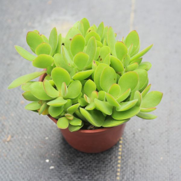 【荳荳多肉】｛小圓刀｝◆喬遷◆送禮◆升遷◆多肉植物◆植栽 荳荳多肉官方購物車~一律農場價格!!!!
多肉植物 /手作課程 / 園藝雜貨 /戶外教學 /企業合作 / 贈禮小物/婚禮小物
仙人掌,多肉,植物,送禮,婚禮,DIY,禮物