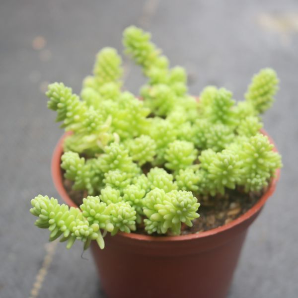 【荳荳多肉】｛大型萬年草｝◆喬遷◆送禮◆升遷◆多肉植物◆植栽 荳荳多肉官方購物車~一律農場價格!!!!
多肉植物 /手作課程 / 園藝雜貨 /戶外教學 /企業合作 / 贈禮小物/婚禮小物
仙人掌,多肉,植物,送禮,婚禮,DIY,禮物