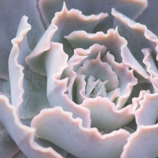 【荳荳多肉】｛紫蝶｝◆喬遷◆送禮◆升遷◆多肉植物◆植栽 荳荳多肉官方購物車~一律農場價格!!!!
多肉植物 /手作課程 / 園藝雜貨 /戶外教學 /企業合作 / 贈禮小物/婚禮小物
仙人掌,多肉,植物,送禮,婚禮,DIY,禮物