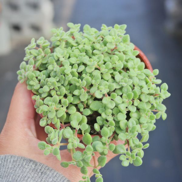 【荳荳多肉】｛波尼亞｝◆喬遷◆送禮◆升遷◆多肉植物◆植栽 荳荳多肉官方購物車~一律農場價格!!!!
多肉植物 /手作課程 / 園藝雜貨 /戶外教學 /企業合作 / 贈禮小物/婚禮小物
仙人掌,多肉,植物,送禮,婚禮,DIY,禮物